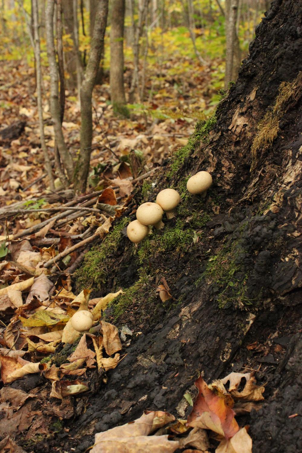 Photo of a tree stump covered in moss and mushrooms